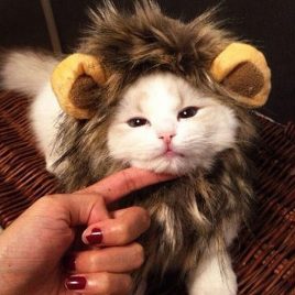 funny lion mane cat wig