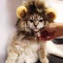 funny lion mane cat wig