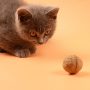 catnip ball with cat