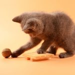catnip ball with cat